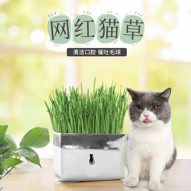 猫薄荷如何使用(猫薄荷是怎么使用)