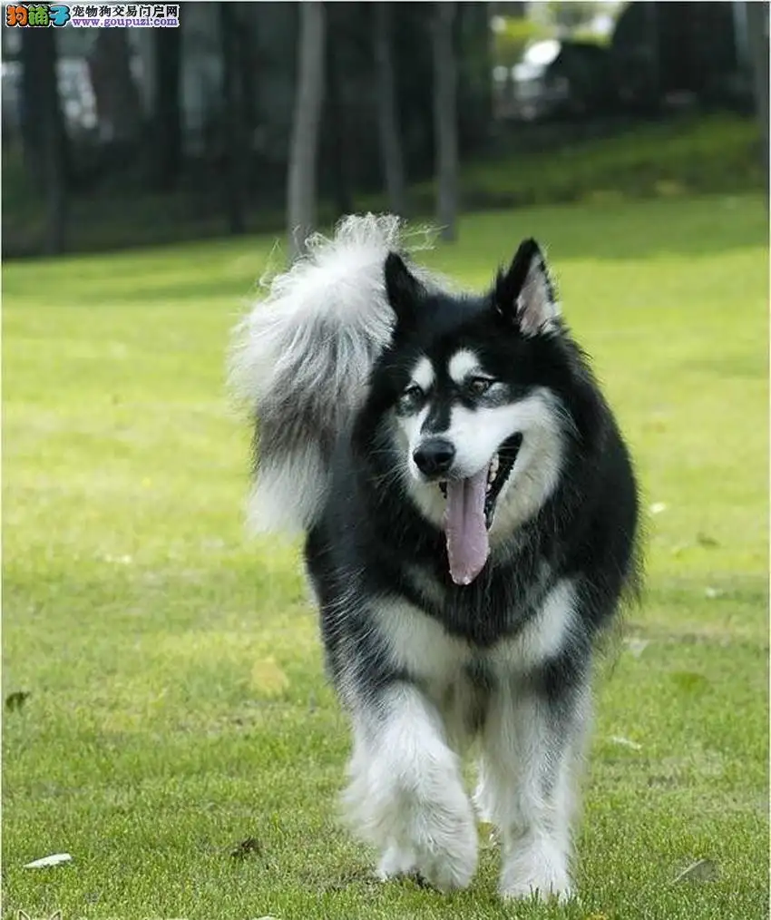 阿拉斯加赛级犬价格(赛级犬阿拉斯加多少钱)