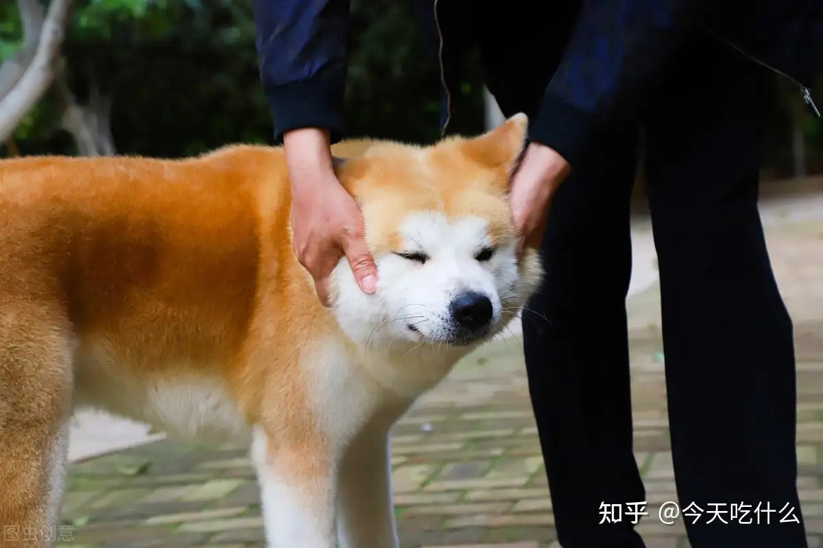 秋田犬禁养(秋田犬禁养原因)