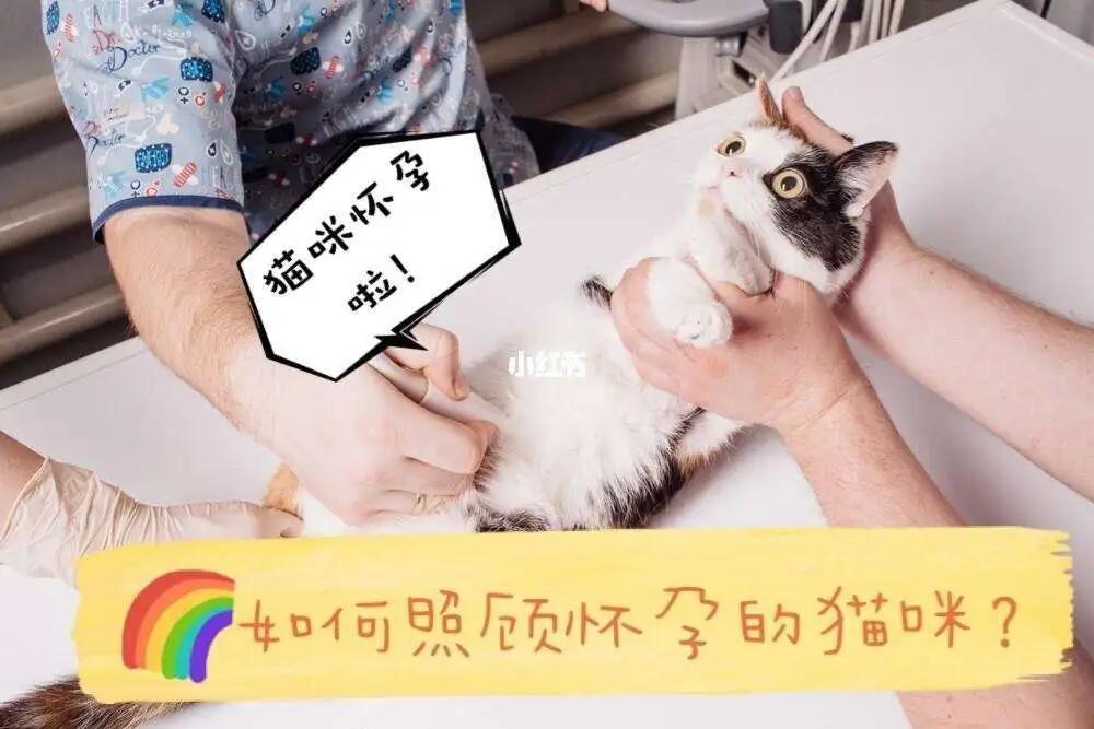 猫怀孕时间(猫怀孕时间到了,能打针催生吗)