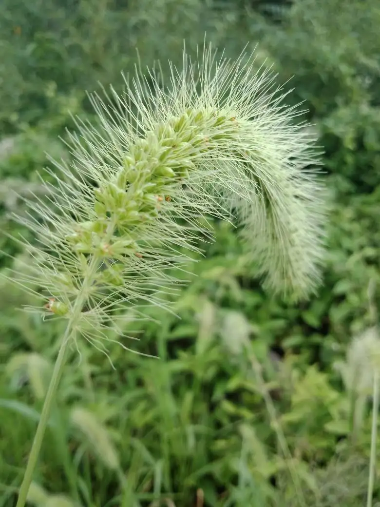 狗狗尾巴草有什么功效(狗尾巴草可以治疗什么症状)