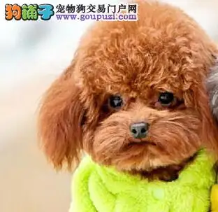 泰迪犬好养不(泰迪犬好不好养?)