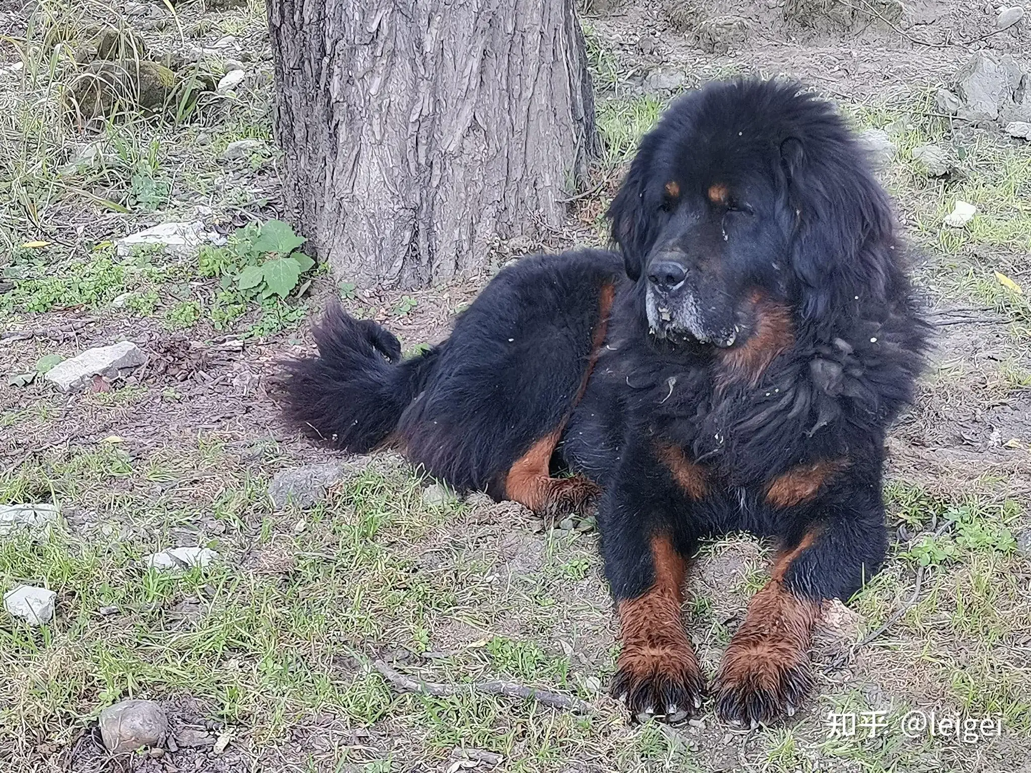 成年藏獒犬多少钱一只(成年藏獒犬多少钱一只图片)