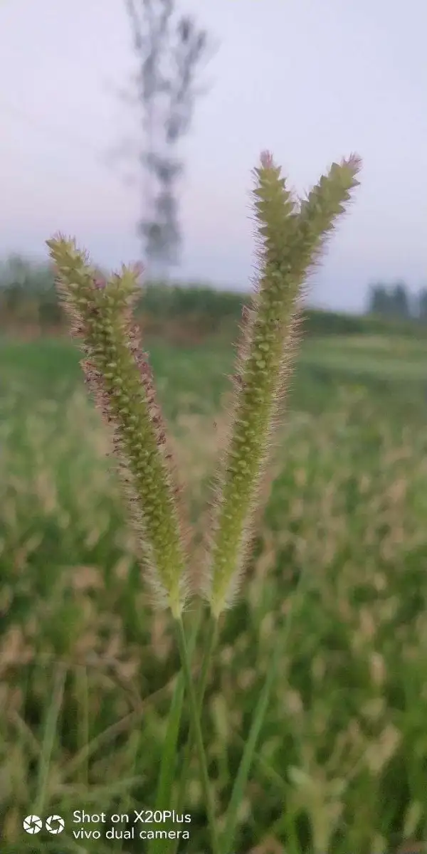 狗狗尾巴草有什么功效(狗尾巴草可以治疗什么症状)