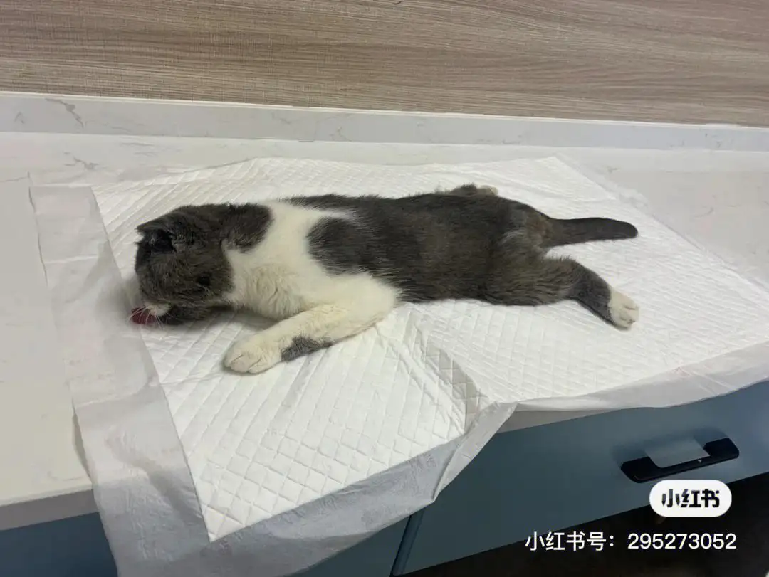 猫得传腹病是什么病(猫得了传腹病怎么治疗)