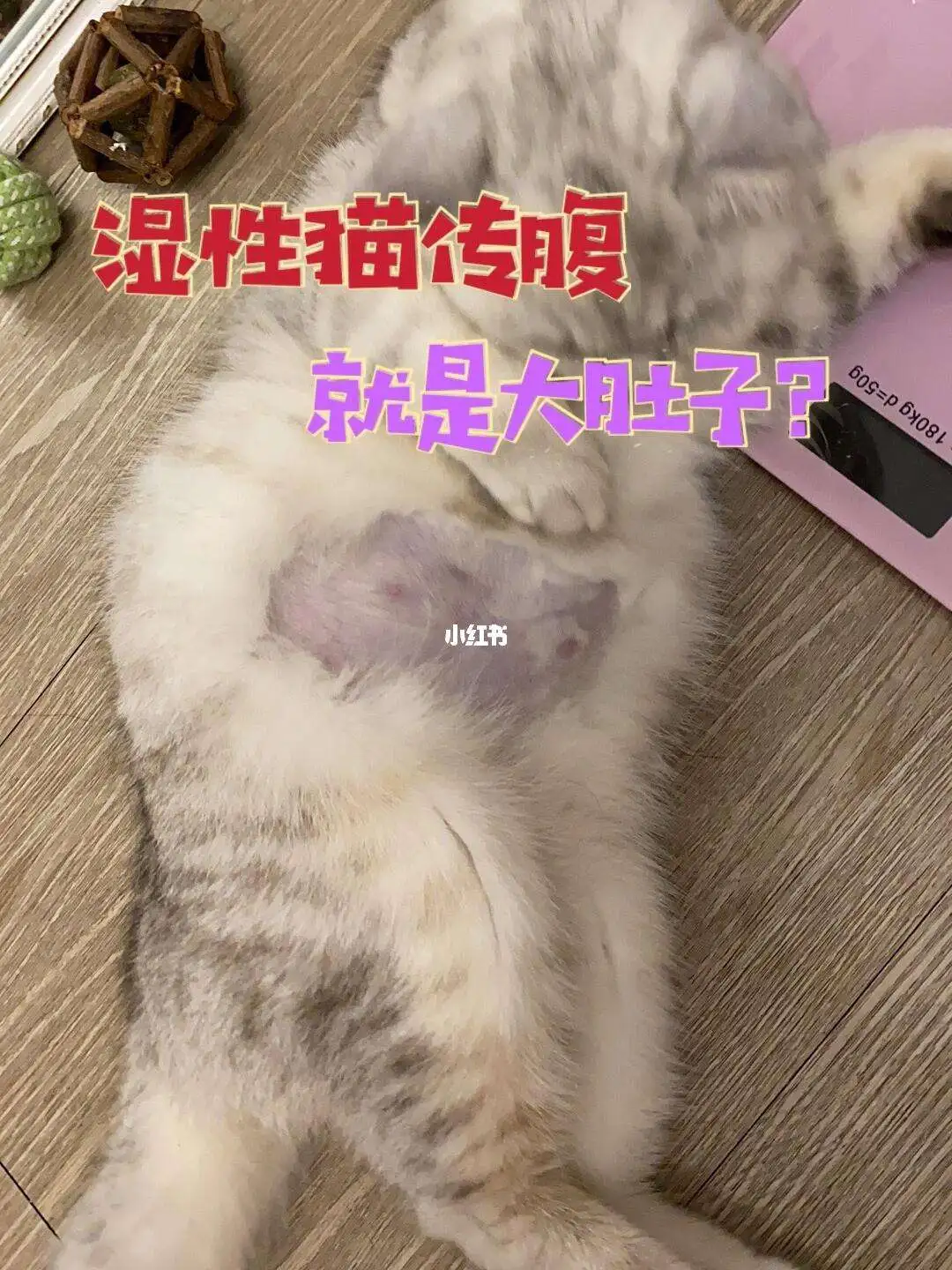 猫传腹是什么原因导致的的简单介绍