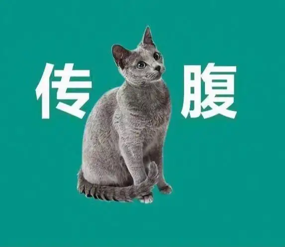 猫传腹的诱因(猫传腹的主要原因)