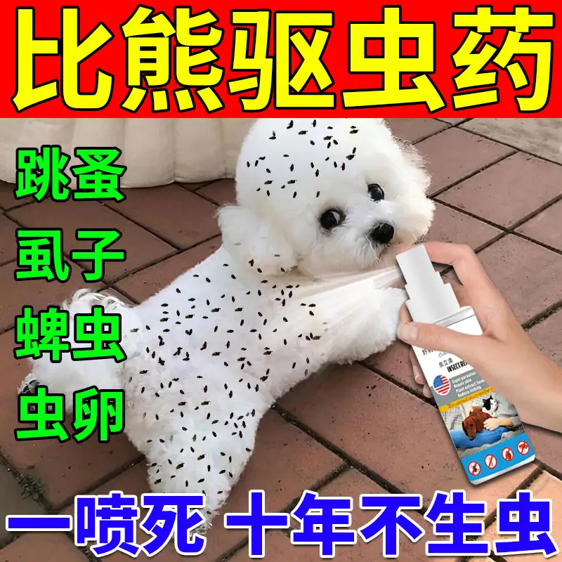 比熊幼犬驱虫(比熊幼犬驱虫要注意什么)