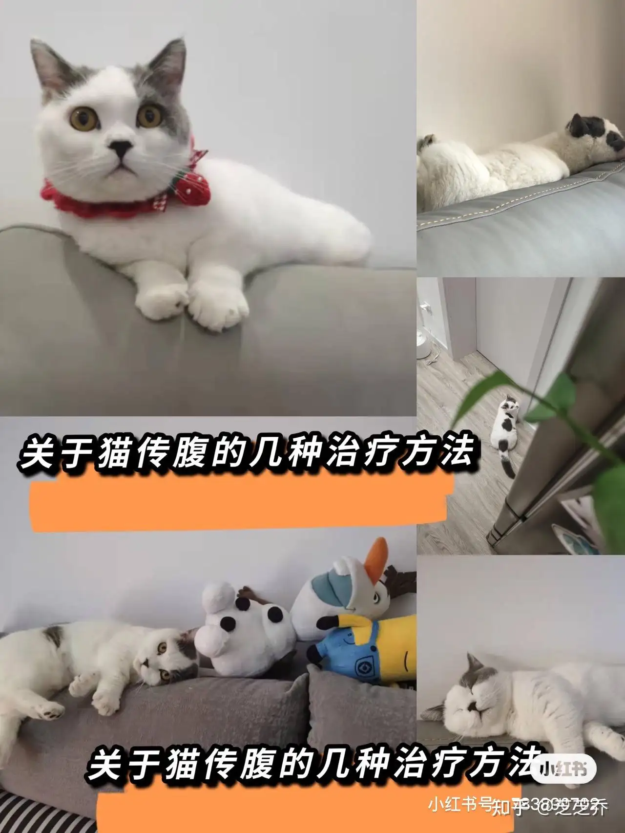 猫得个传腹初期治疗(猫咪得了传腹治不起怎么办)