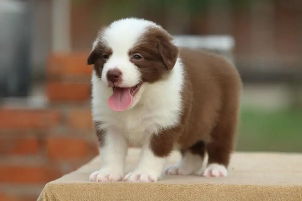 边境牧羊犬钱一只(一只边境牧羊犬幼犬多少钱)