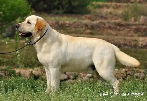 拉布拉多幼犬除了狗粮还能吃什么的简单介绍