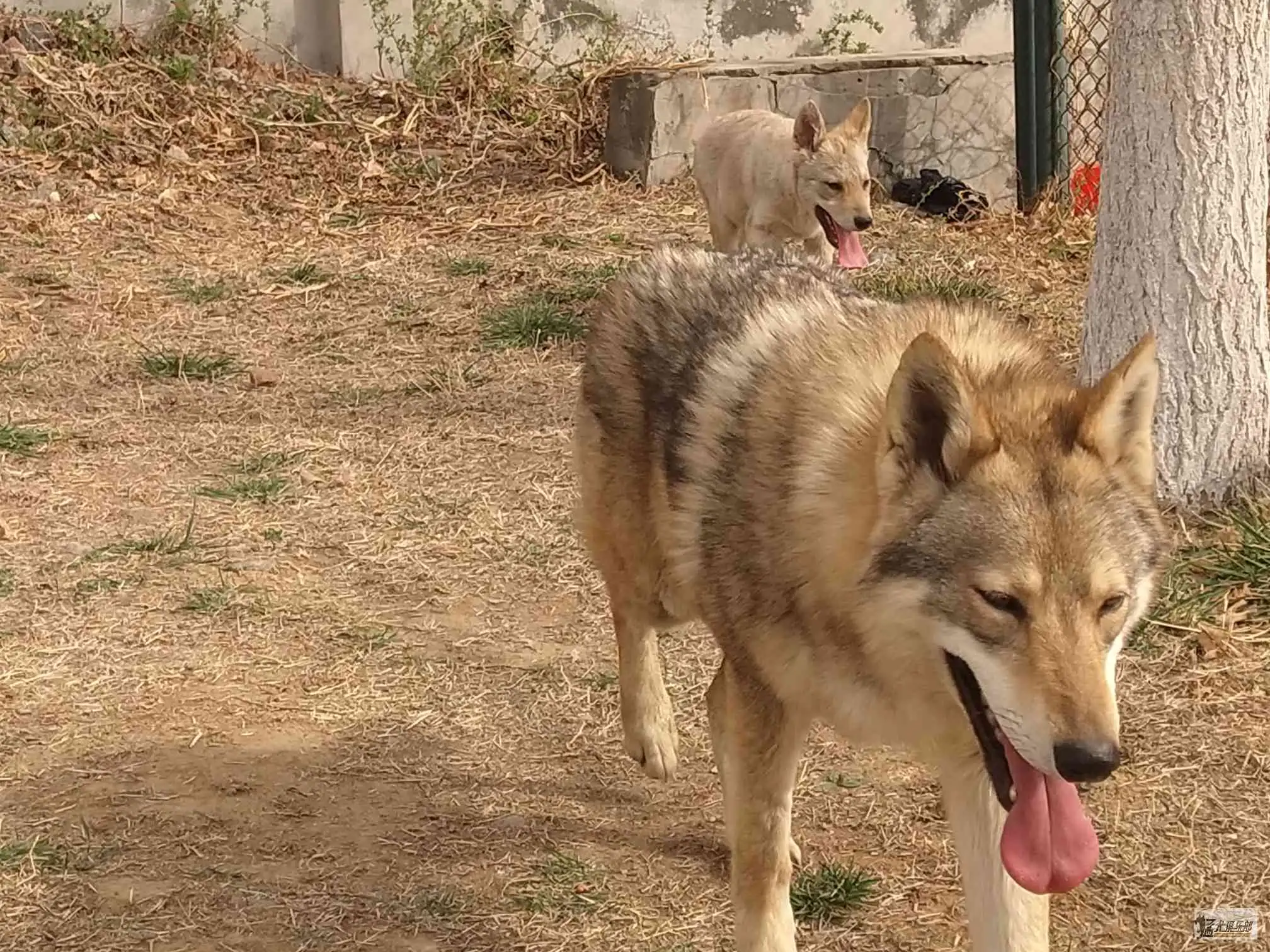 关于黄狼犬多少钱一只幼犬的信息