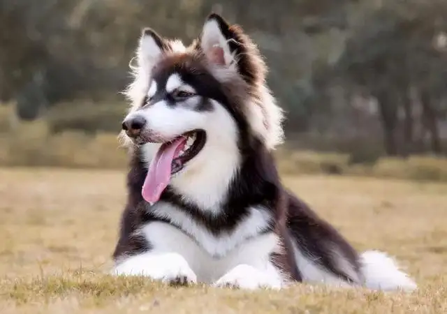 阿拉斯加狗的喂养(阿拉斯加犬怎么喂狗粮)