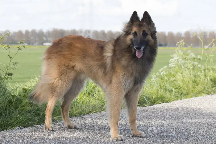 比利时牧羊犬多少钱一只(比利时牧羊犬多少钱一只?黑色)