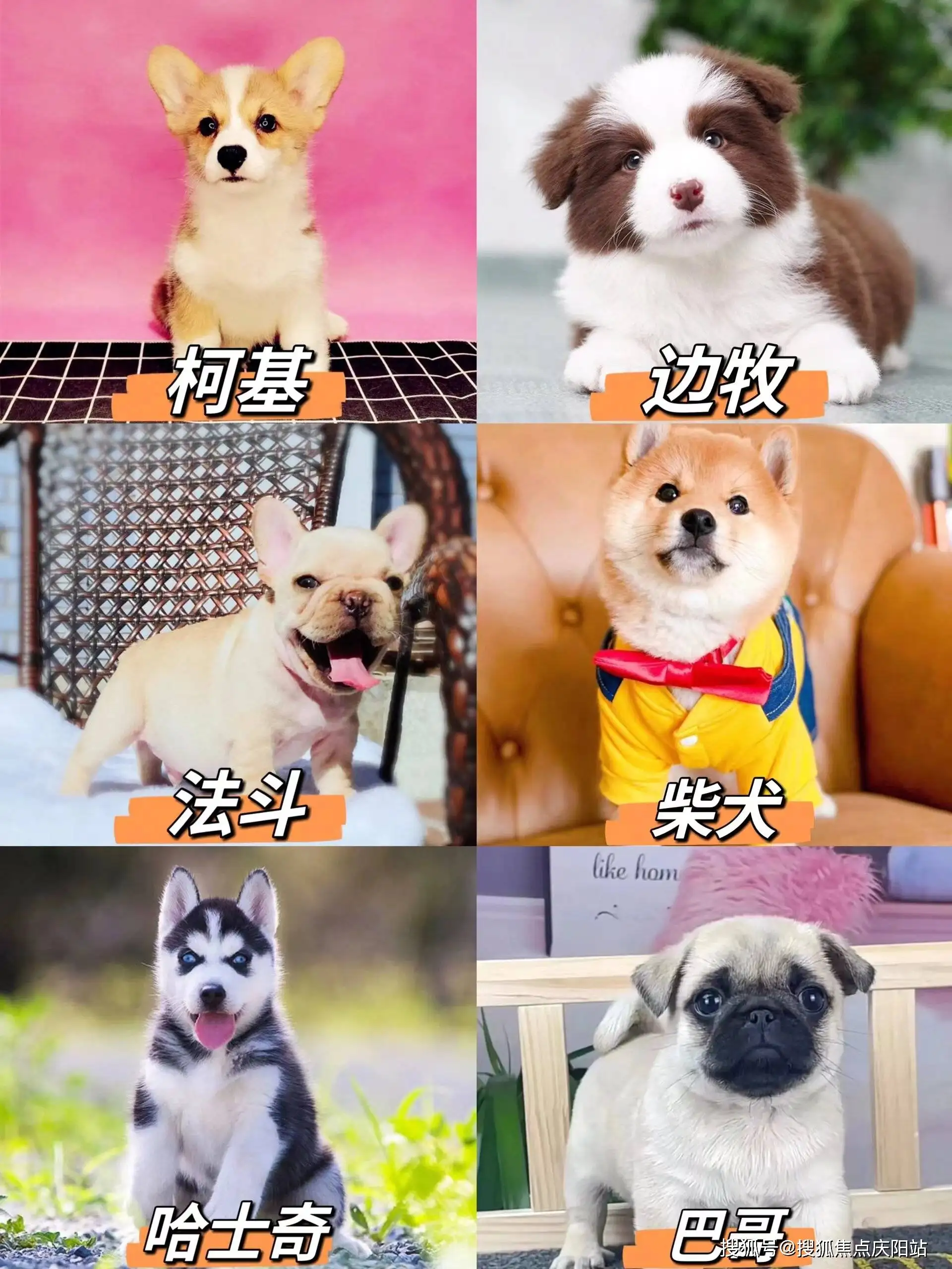 如何养比熊犬(如何养比熊犬幼犬)