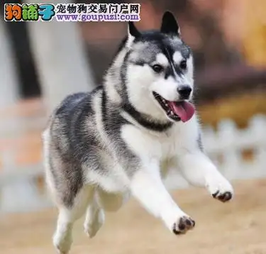 怎么选择哈士奇幼犬(怎么选择哈士奇幼犬品种)