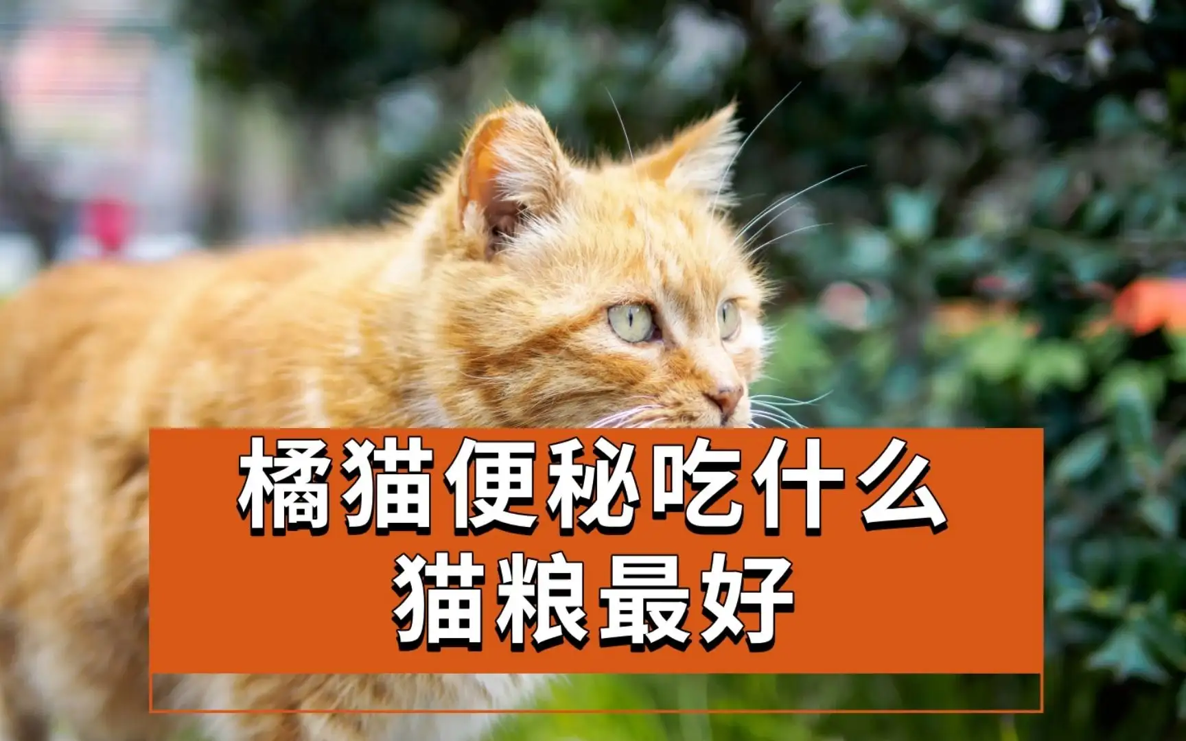 猫吃猫粮便秘(猫吃猫粮便秘是什么原因)