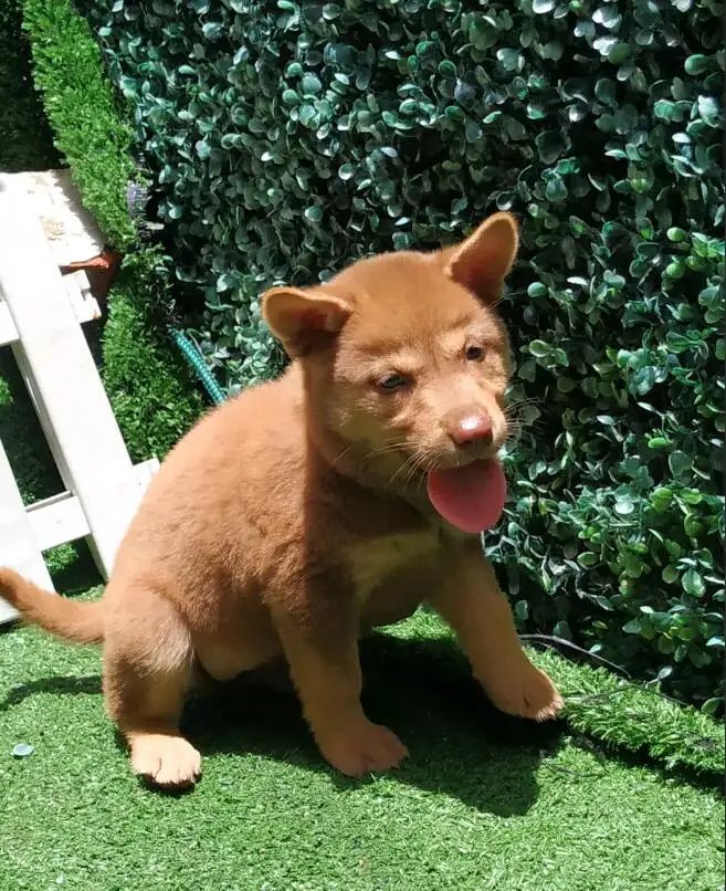 中华田园幼犬(中华田园幼犬多少钱一只)