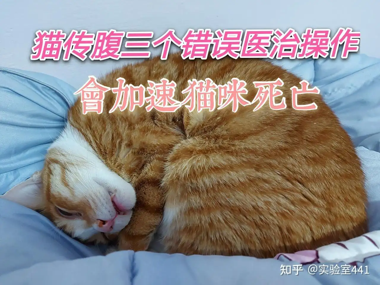 猫传腹是怎么办(猫传腹是什么状况)