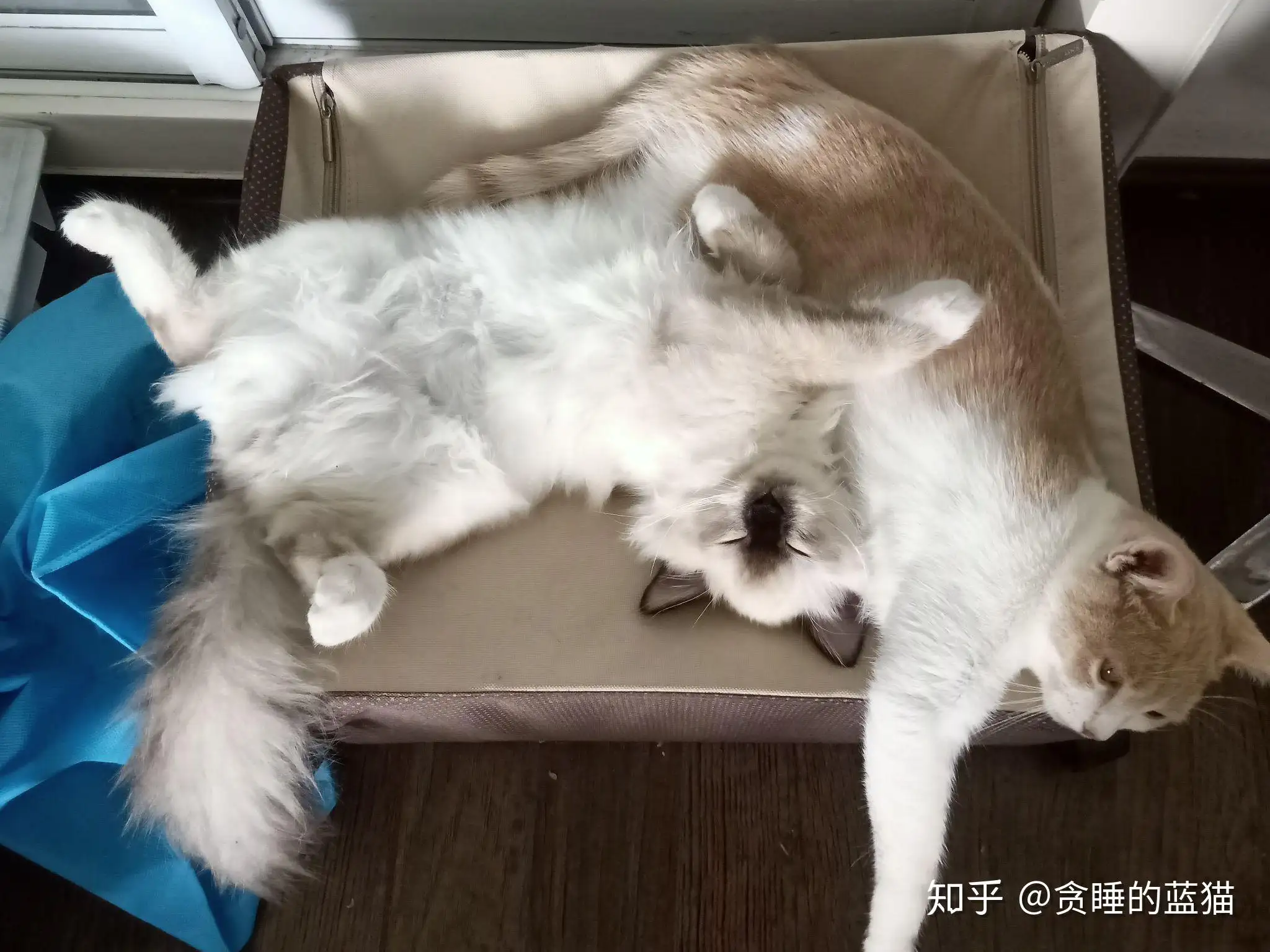 猫咪的得传腹(猫咪得传腹打441什么时候可以停针呢)