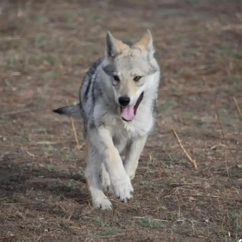 关于黄狼犬多少钱一只幼犬的信息