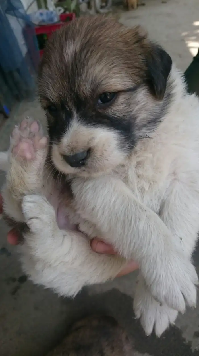 中华田园幼犬(中华田园幼犬多少钱一只)