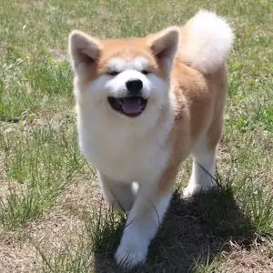 日本名犬秋田犬价格(日本秋田犬价格多少钱一只)