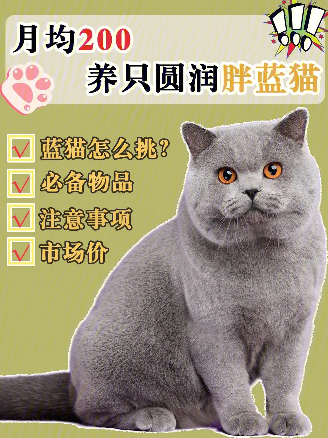 蓝胖子猫是什么品种(蓝胖子猫是什么品种图片)