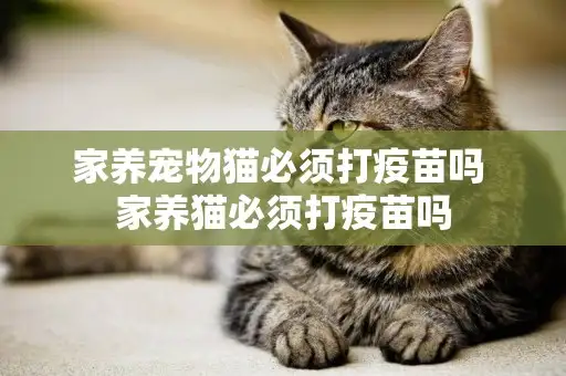 给宠物猫打疫苗多少钱(给宠物猫打疫苗多少钱一针)