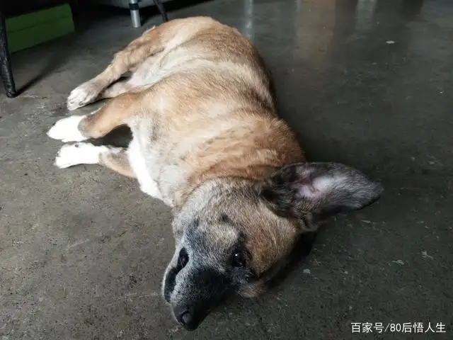 家里的狗死了有什么不好征兆吗(家里的狗死了有什么不好征兆吗图片)