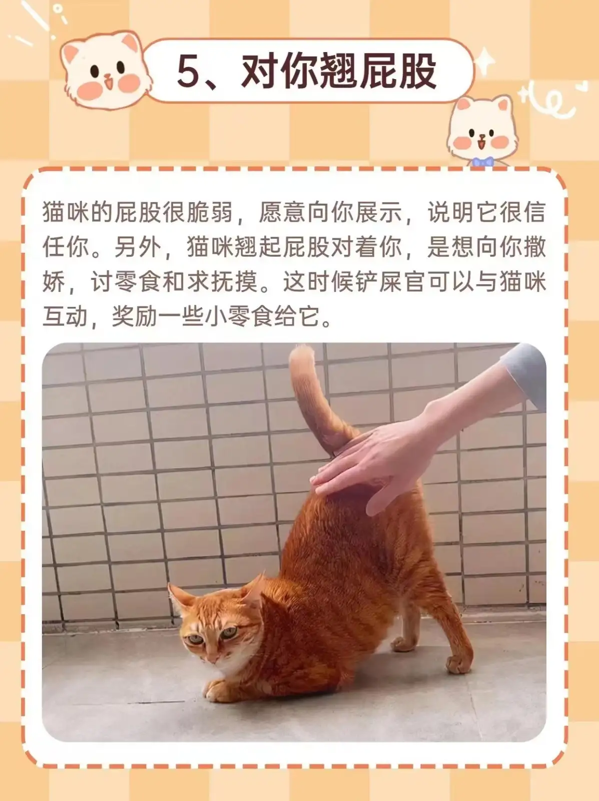 猫能识别主人的气味吗(猫能识别主人的气味吗视频)