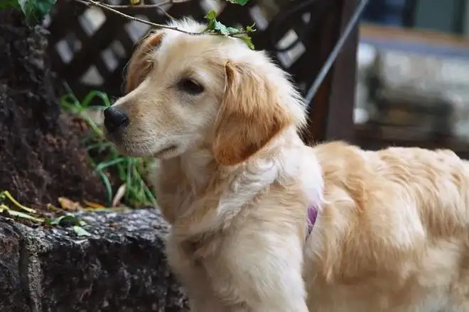 不怕猫的狗(不怕猫狗的鸟)