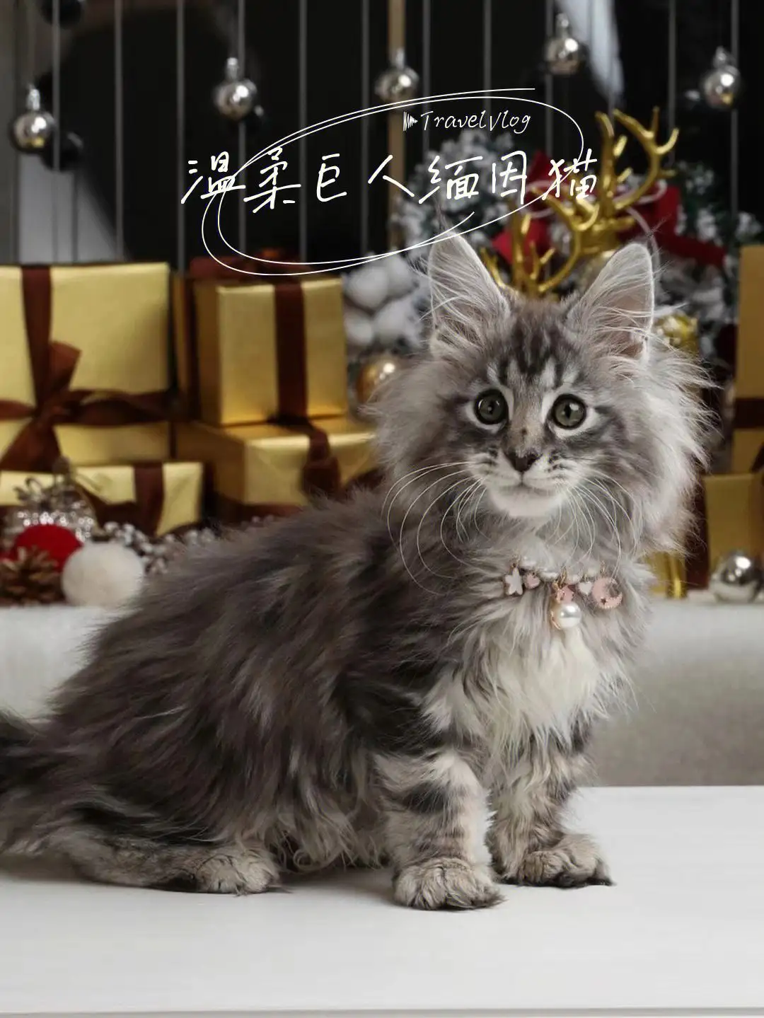 缅因猫性格(缅因猫性格特点)