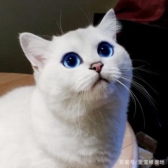 猫咪蓝眼睛是什么品种(猫咪蓝眼睛是什么品种的)