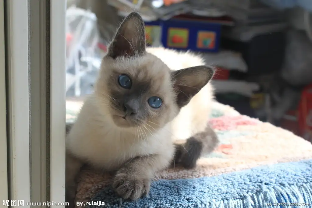 猫日是什么品种的猫(猫日表情包 元气满满)