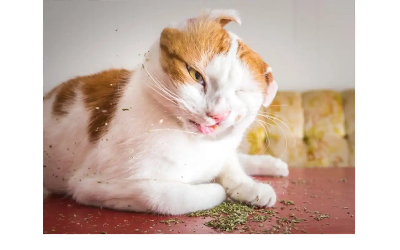 猫咪为什么喜欢猫薄荷(猫咪为什么喜欢猫薄荷味道)