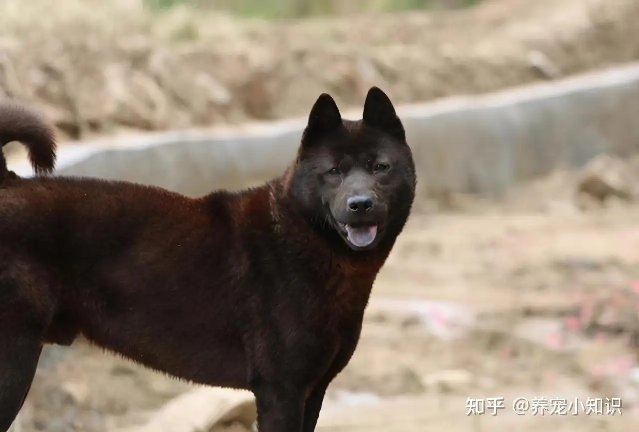 秋田犬黑(秋田犬黑嘴)