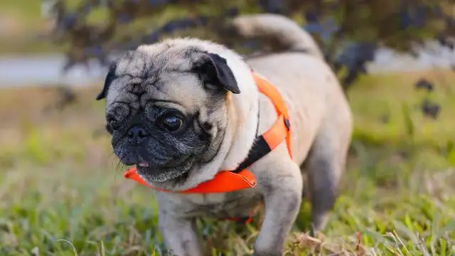 适合饲养的小型犬(适合饲养的小型犬图片)