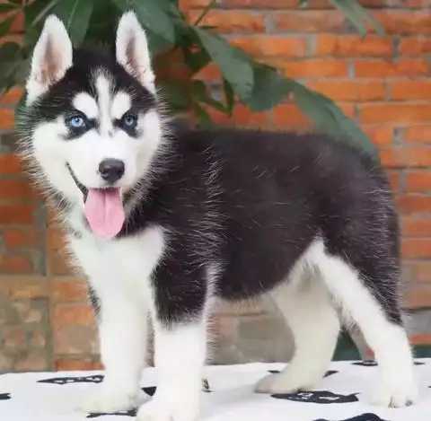 雪橇犬哈士奇价格(雪橇犬哈士奇价格多少)