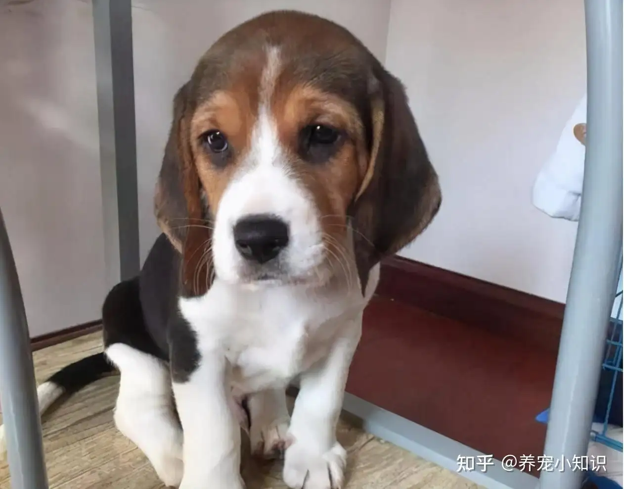 适合饲养的小型犬(适合饲养的小型犬图片)