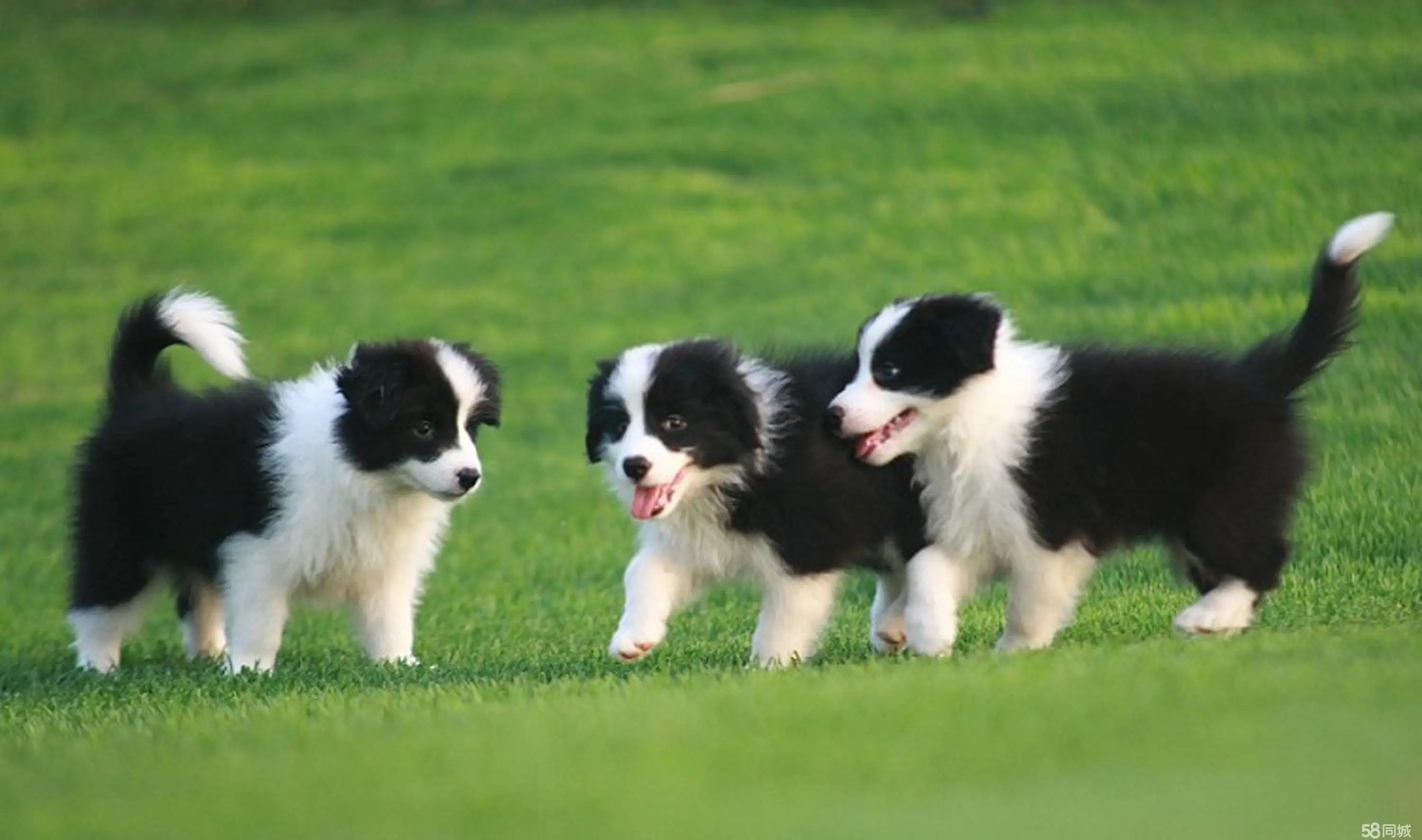 边境牧羊犬幼犬(边境牧羊犬幼犬黑白色价格)