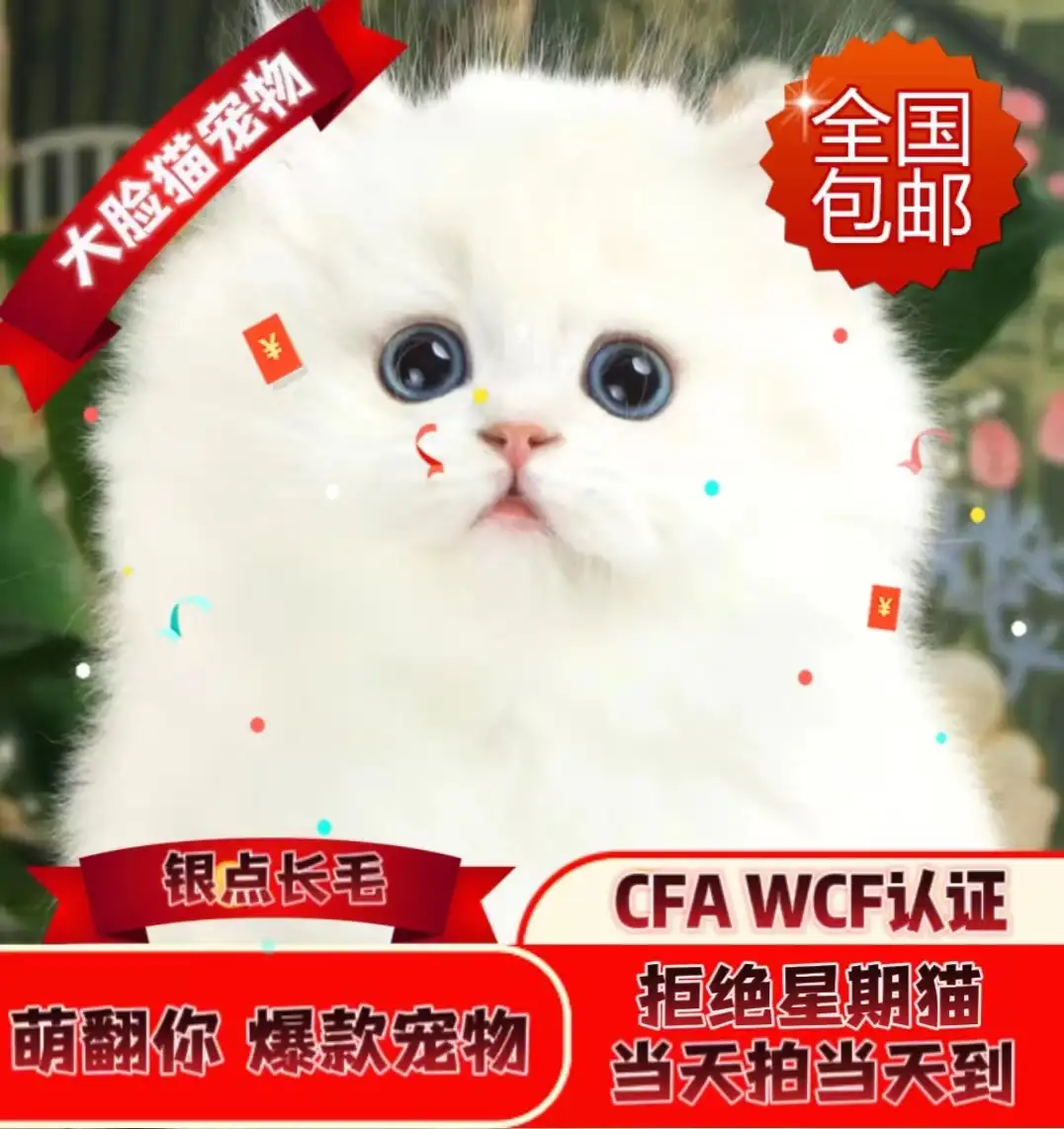 cfa认证的猫咪品种(cfa认证的猫咪品种狸猫)