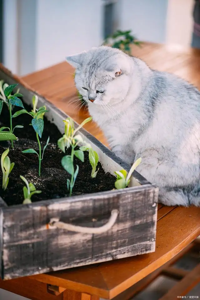 猫薄荷对猫咪身体有害吗(猫薄荷对猫咪身体有害吗知乎)