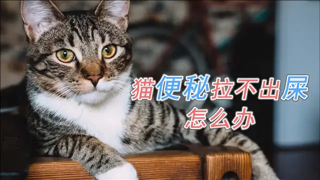 小猫便秘怎么让它拉出来(小猫便秘有什么快速的办法)