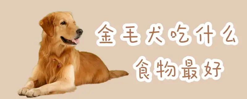 金毛吃幼犬吃什么狗粮好(土狗幼犬112个月变化图)