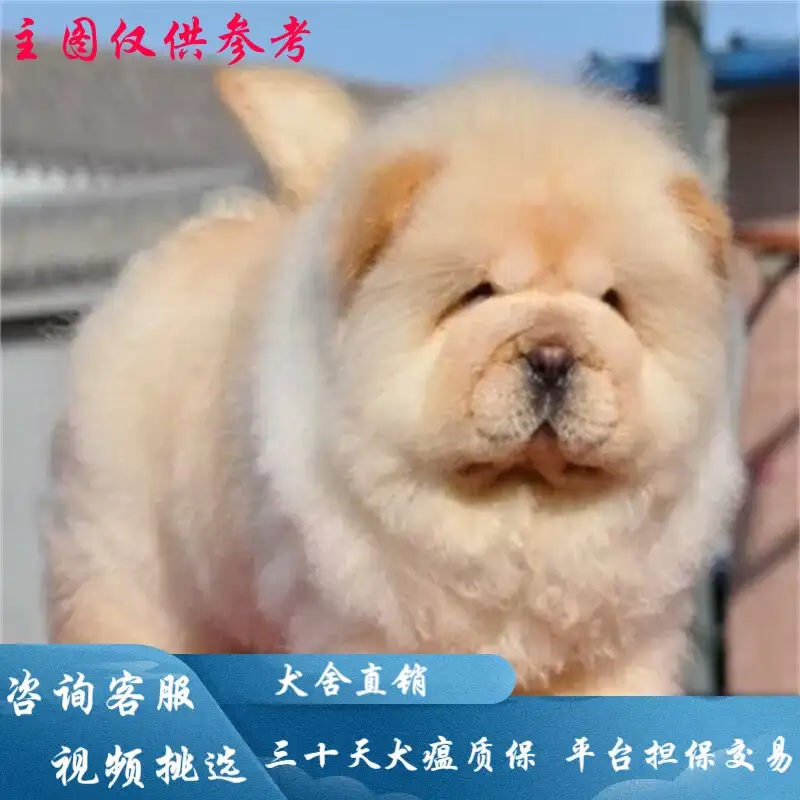 纯种松狮幼犬价格(纯种松狮幼犬多少钱一只)