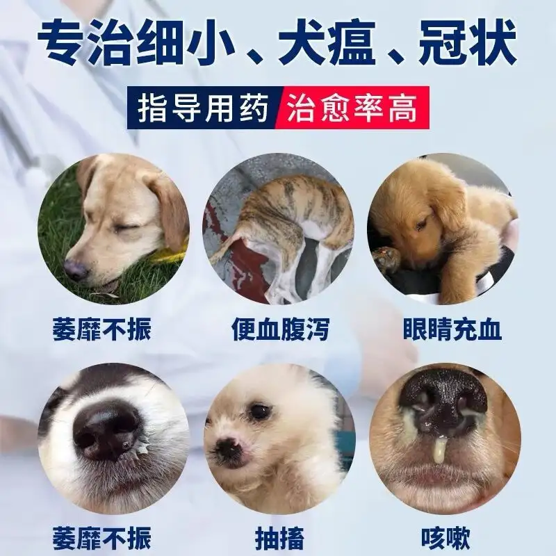 成年狗得了犬瘟的狗能活多久(成年狗得了犬瘟的狗能活多久呀)