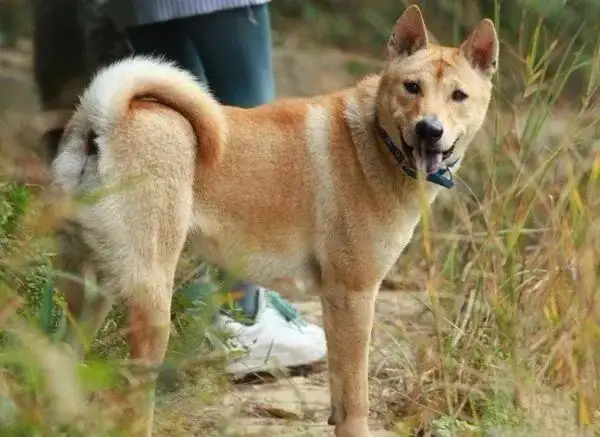 中华田园犬是中国的吗(中华田园犬是中国的吗知乎)