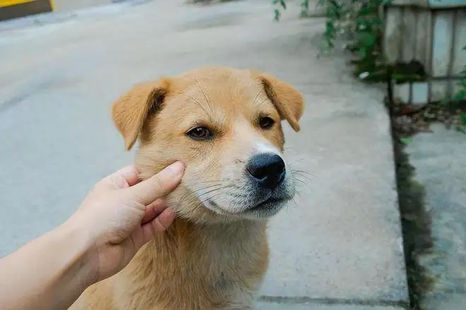 杜高幼犬吃什么狗粮好(十大口碑最好又便宜的狗粮)