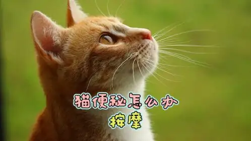 猫咪便秘怎么回事(猫咪便秘是什么原因引起的)